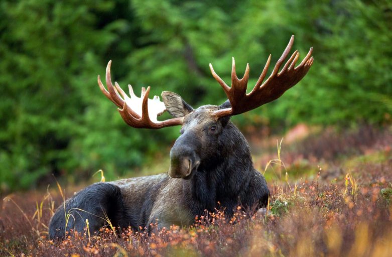 Assembly Concerned About Protection of  Mainland Moose in Southwest Nova Scotia