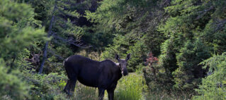 No Moose Harvest in 2024 Due to Population Concerns