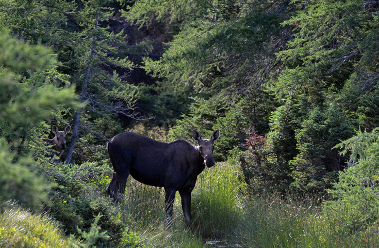 No Moose Harvest in 2024 Due to Population Concerns