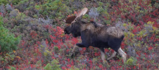 Moose Update – July 2026