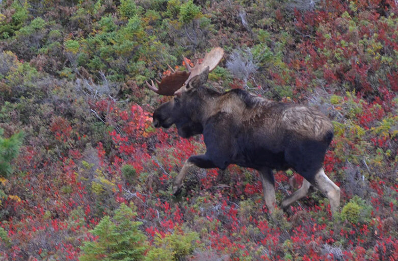 Moose Update – July 2026
